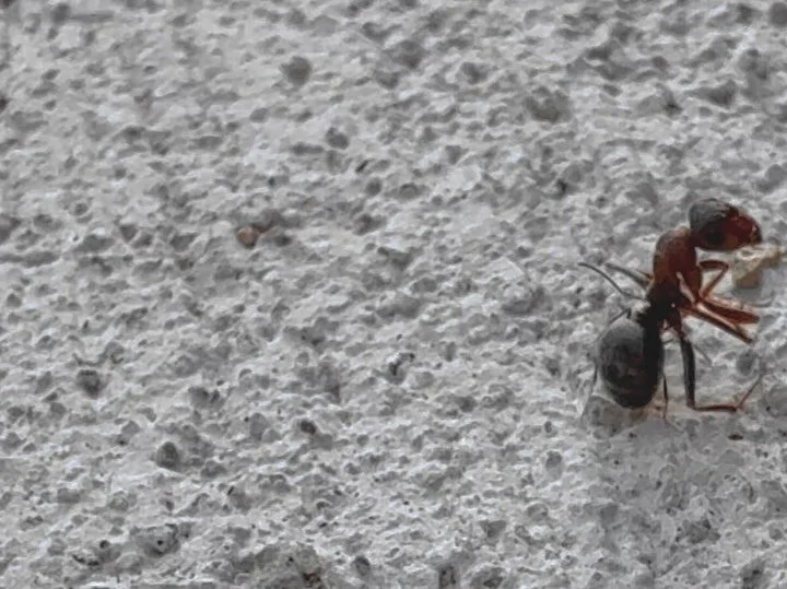 two lessons on scale, and consumption&mdash;

&mdash;Little black ant (Monomorium carbonarium) bringing home scavenged large ant feast, Tesuque 
&mdash;Duane Michals&rsquo; photographic narrative eternally consuming itself through Carrollesque transf