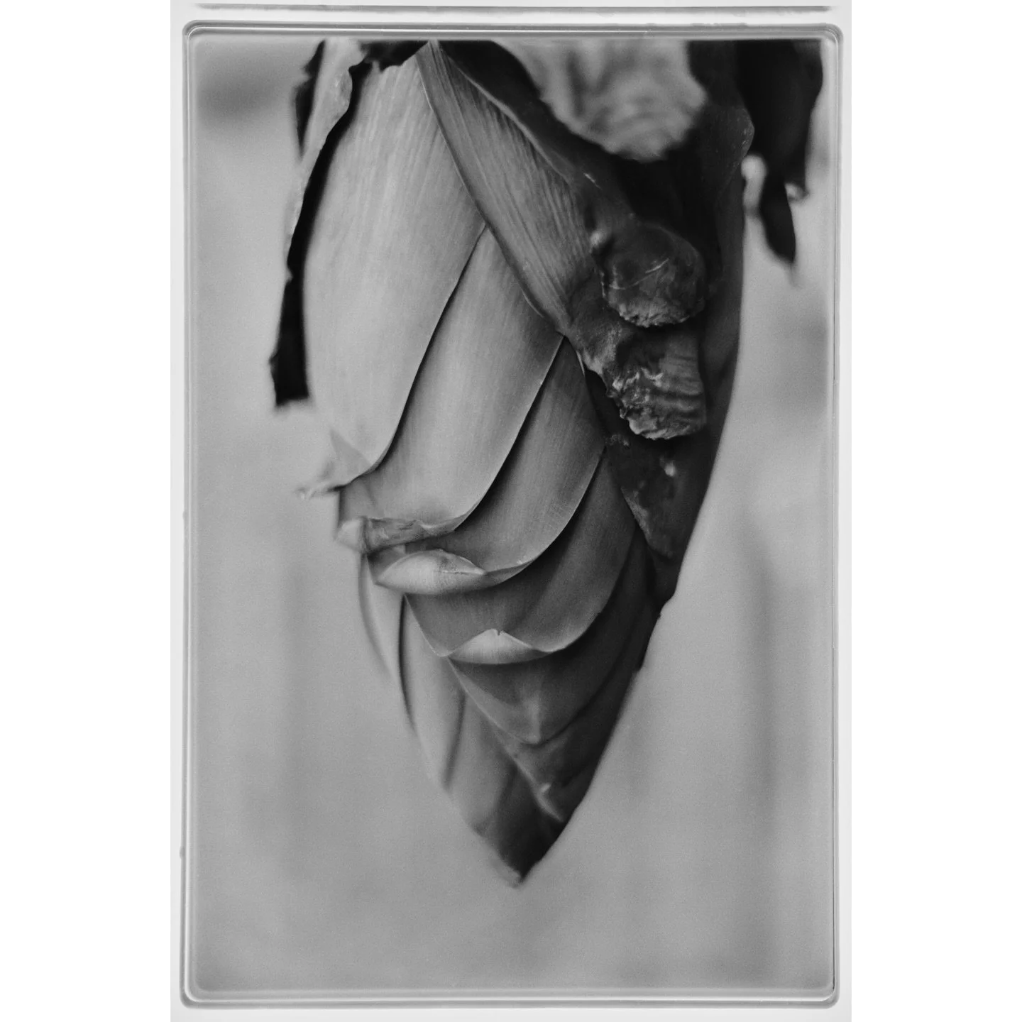 banana flower in greenhouse at home (1997), banana bunch in light on counter (1998), bonfire and firework flower in the arroyo (1993)