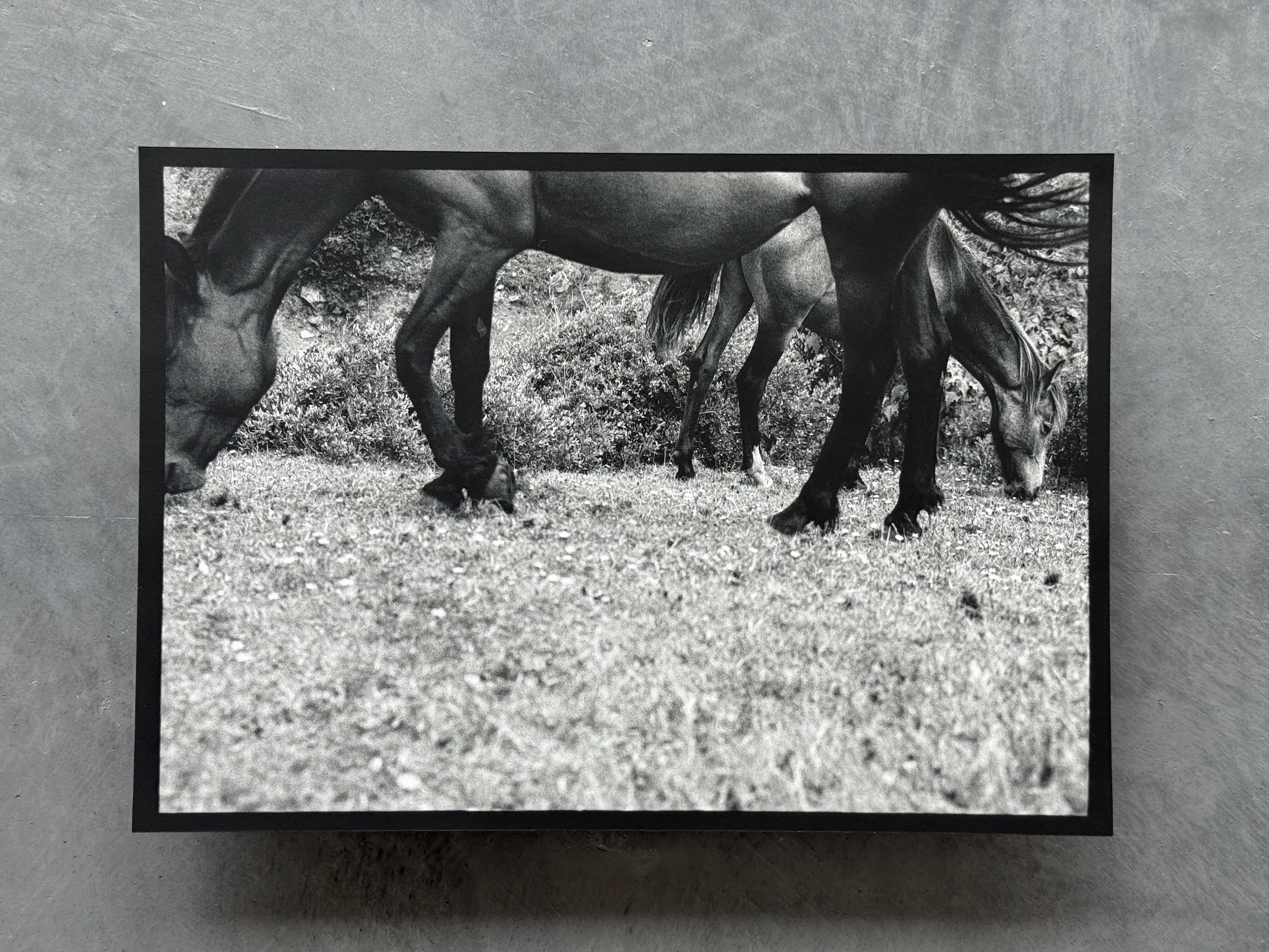 Kate Joyce Metamorphoses Ocyrhoe 09 IMG_2467.jpeg