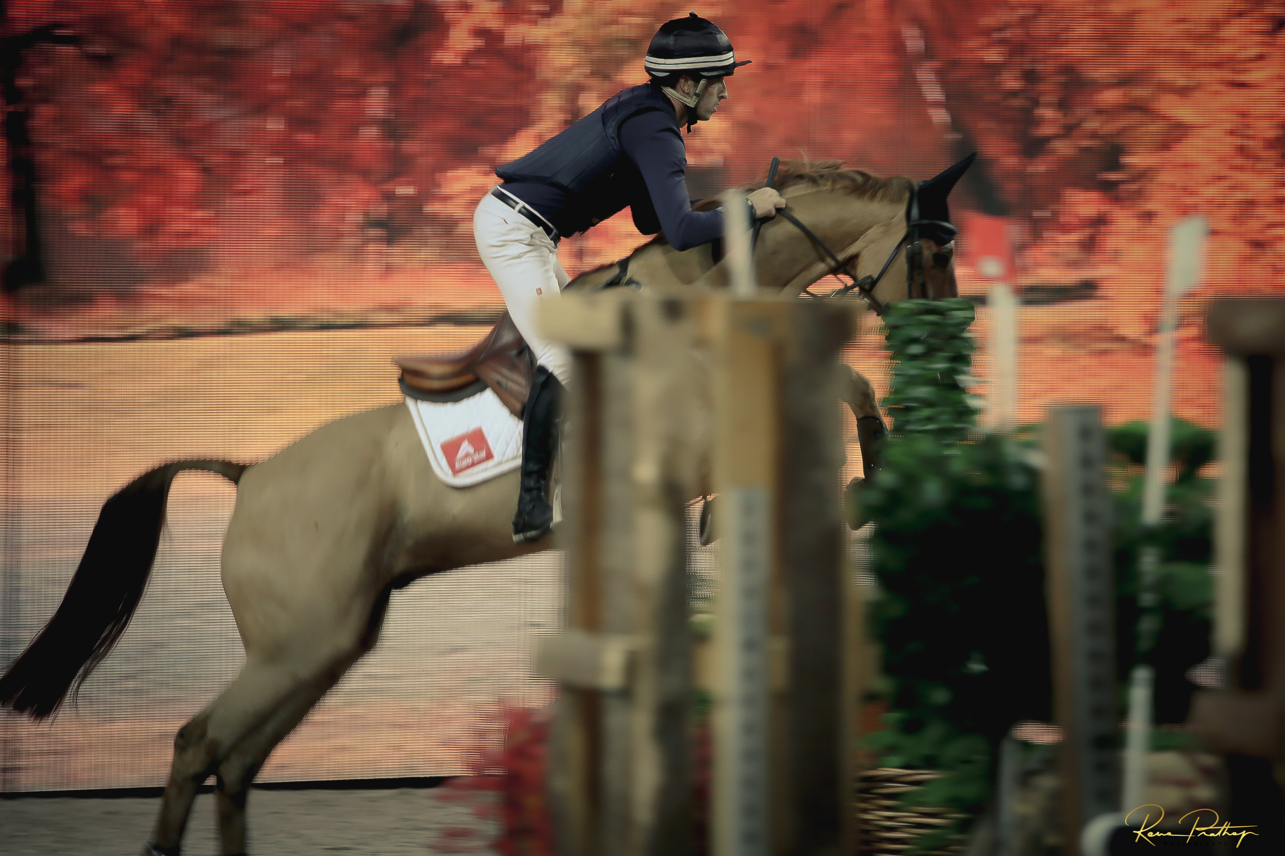 31.SWEDEN HORSE SHOW 30 NOV.jpg