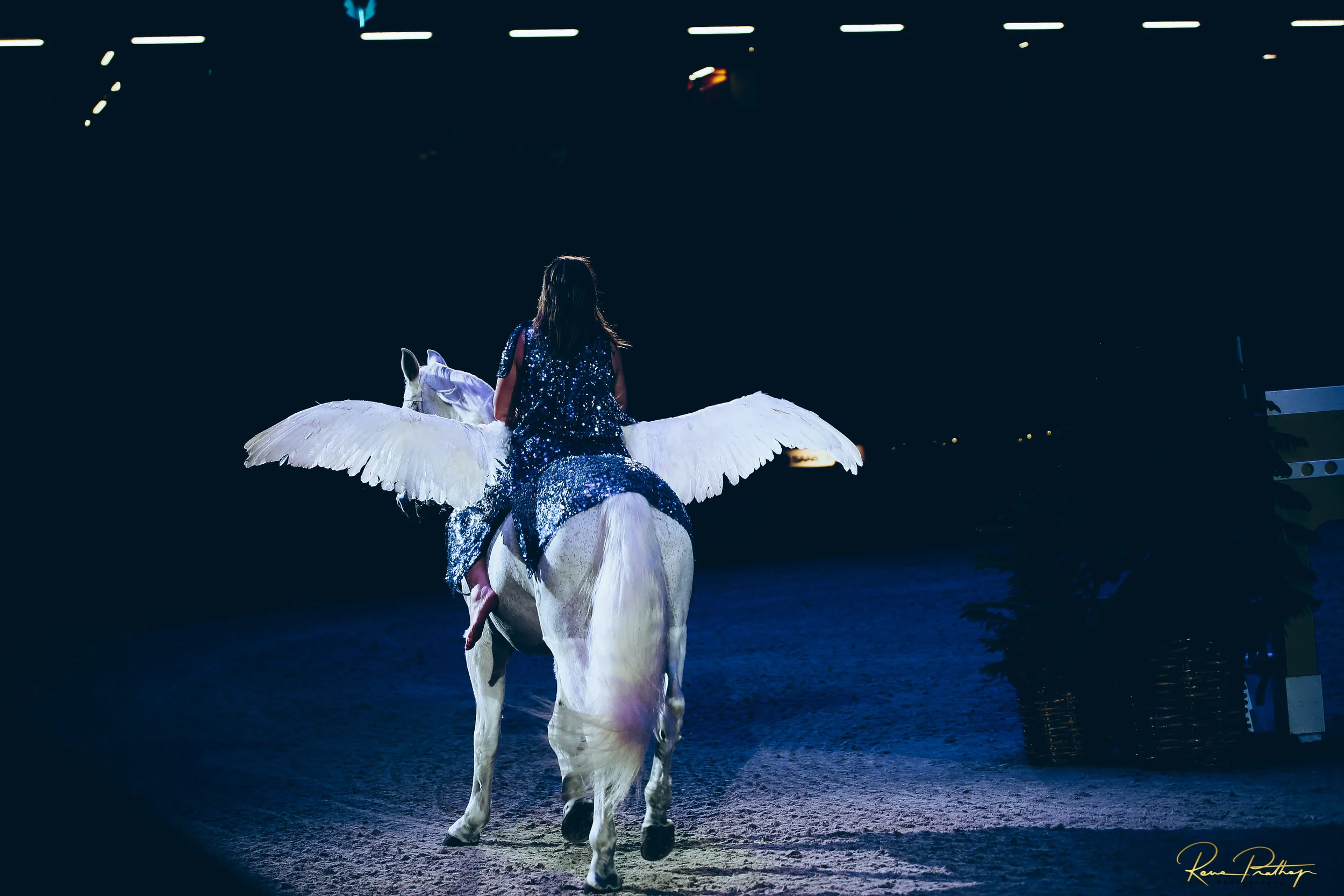 6.SWEDEN HORSE SHOW 2 DEC 17.jpg