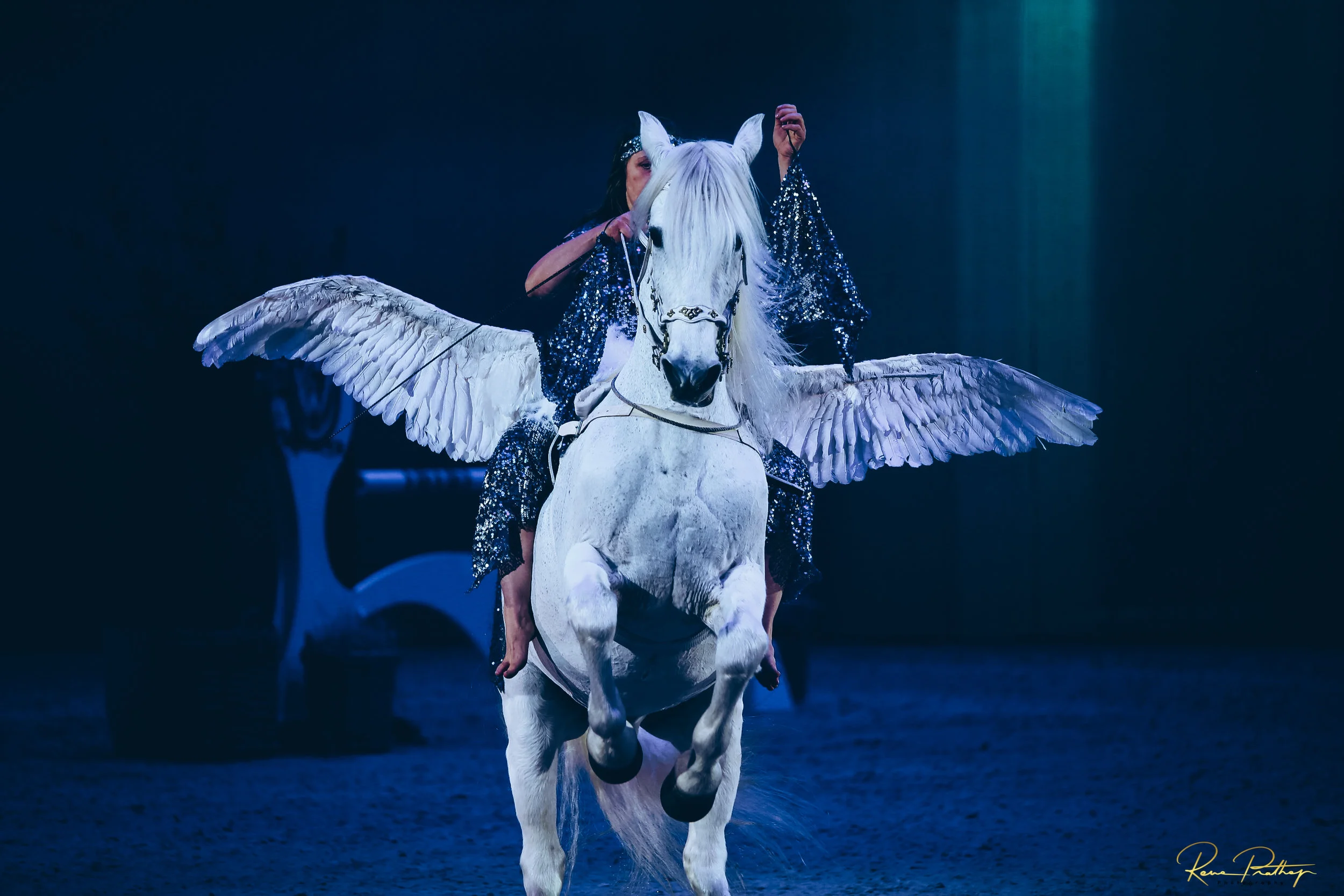 8.SWEDEN HORSE SHOW 2 DEC 17.jpg