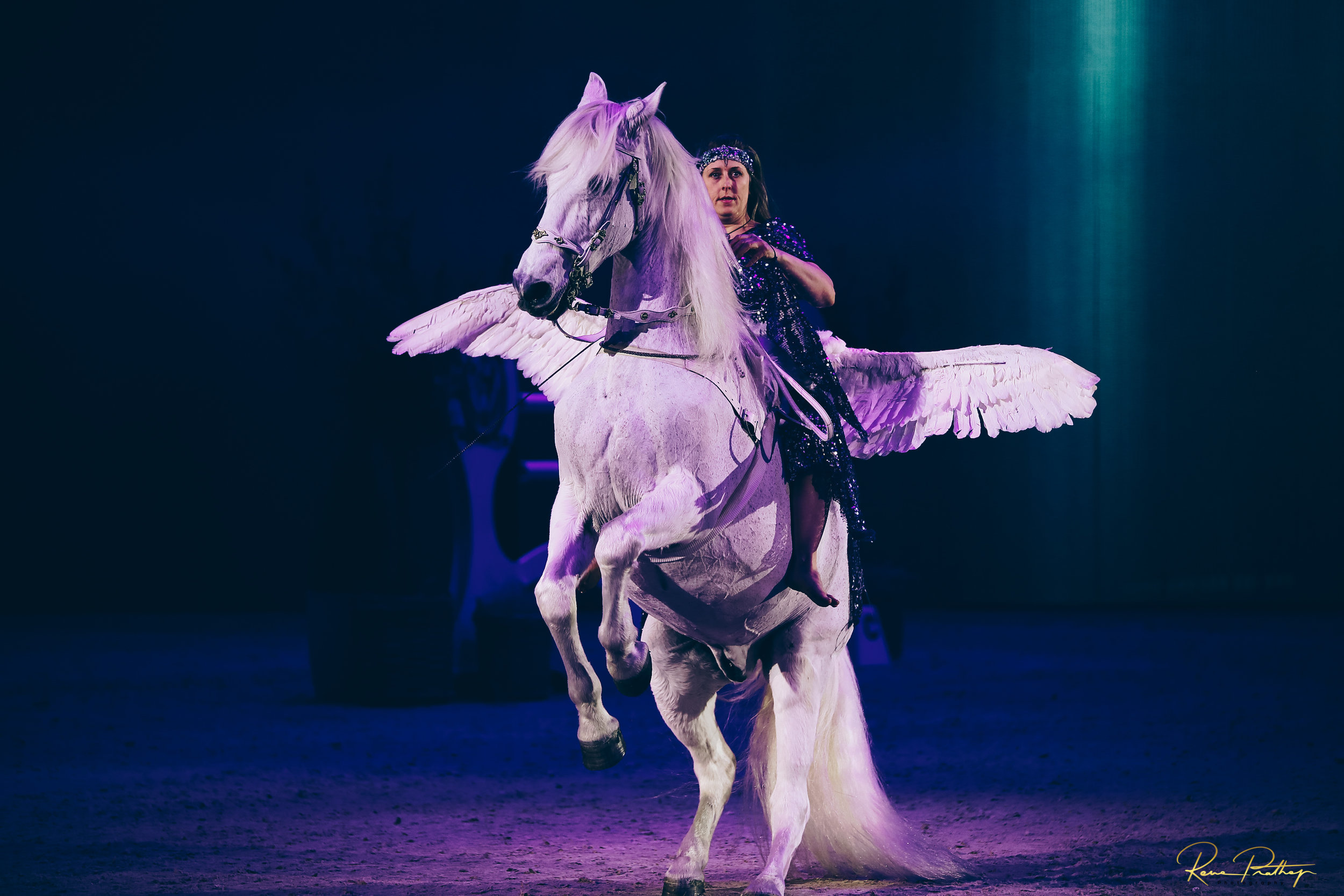 9.SWEDEN HORSE SHOW 2 DEC 17.jpg