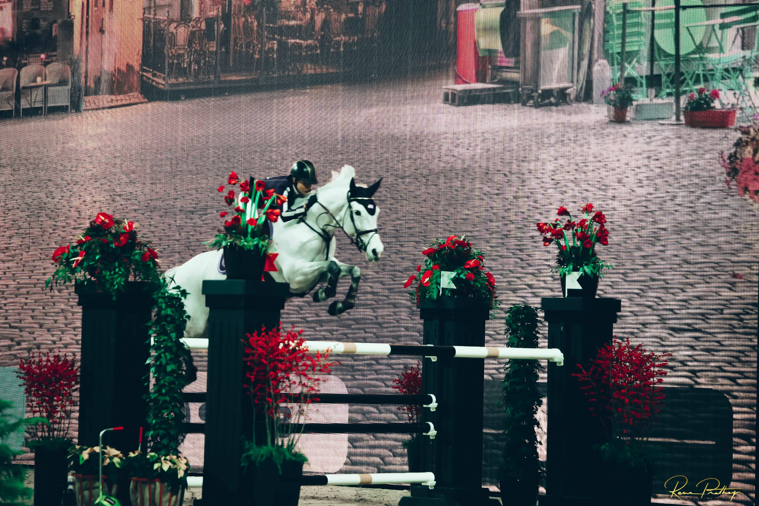50.SWEDEN HORSE SHOW 2 DEC 17.jpg