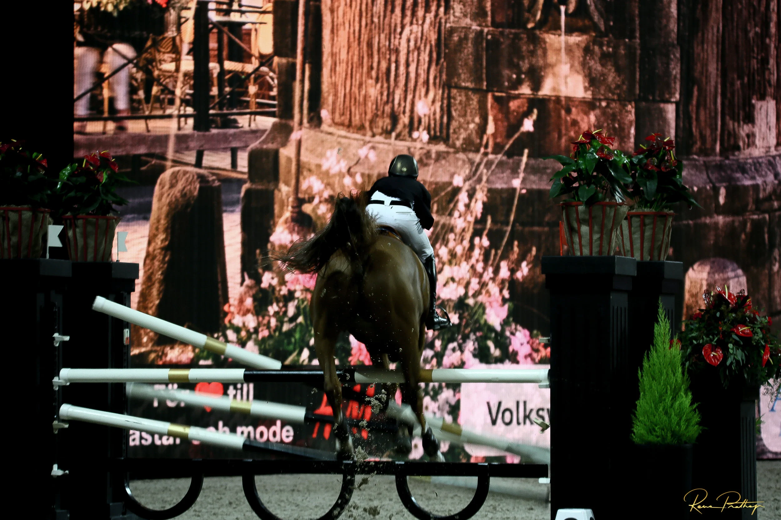 82.SWEDEN HORSE SHOW 2 DEC 17.jpg