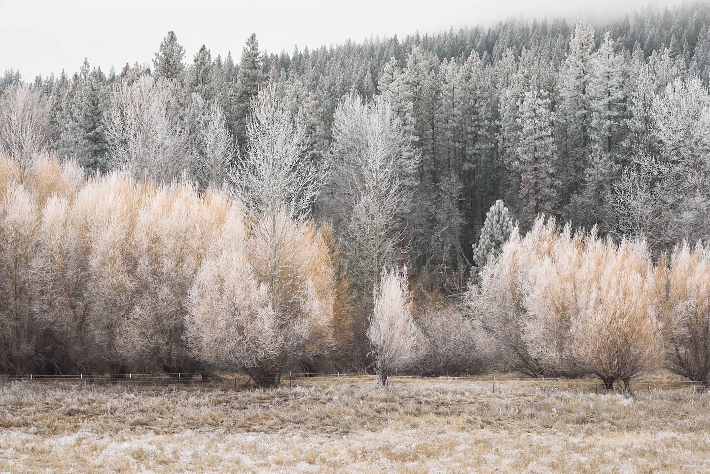 Happy New Year!!

#landscapephotography #photographylife #frost #siskyoucounty #visitsiskiyoucounty #winter #canonr5 #scottvalley #getoutsideandplay