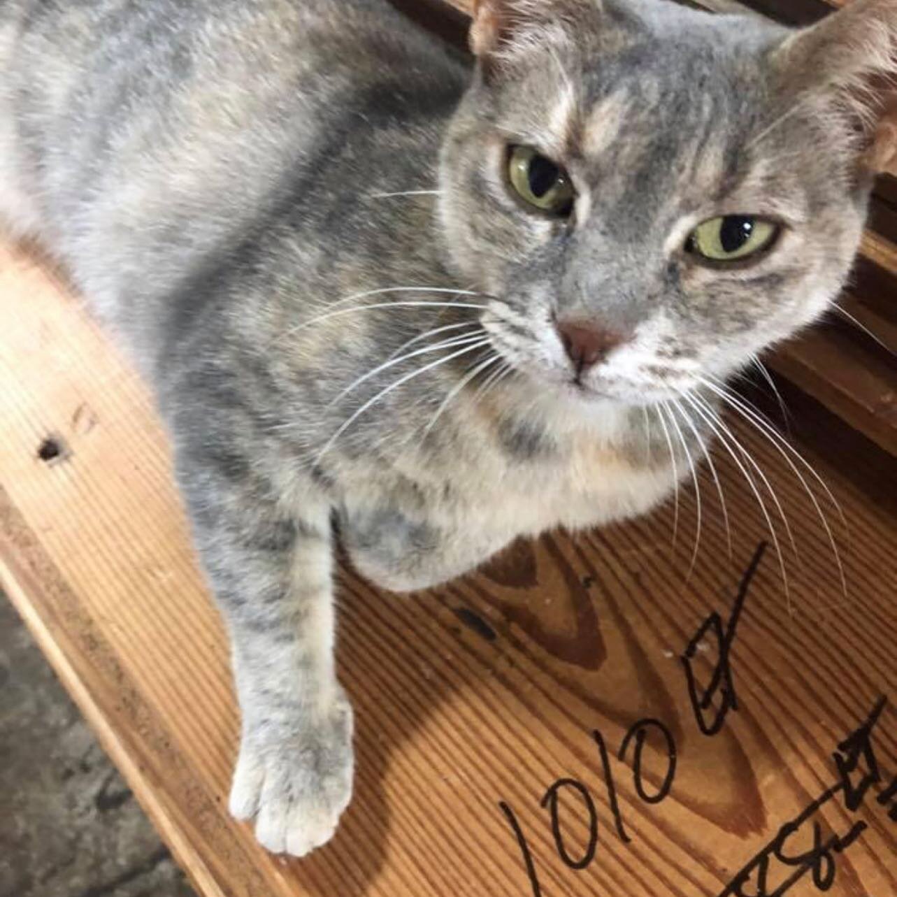 Shiplap anyone??? #historichouston  #salvagewarehouse #warehousecat  #thecat #teahliaandshiplap #shiplap #reclaimedtoreuse