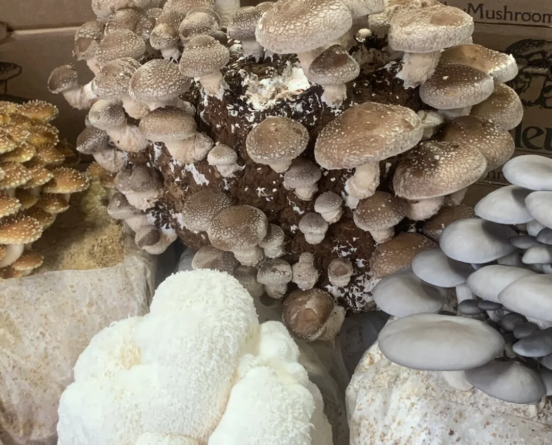 Screenshot 2025-10-07 at 1.57.43 PM.png