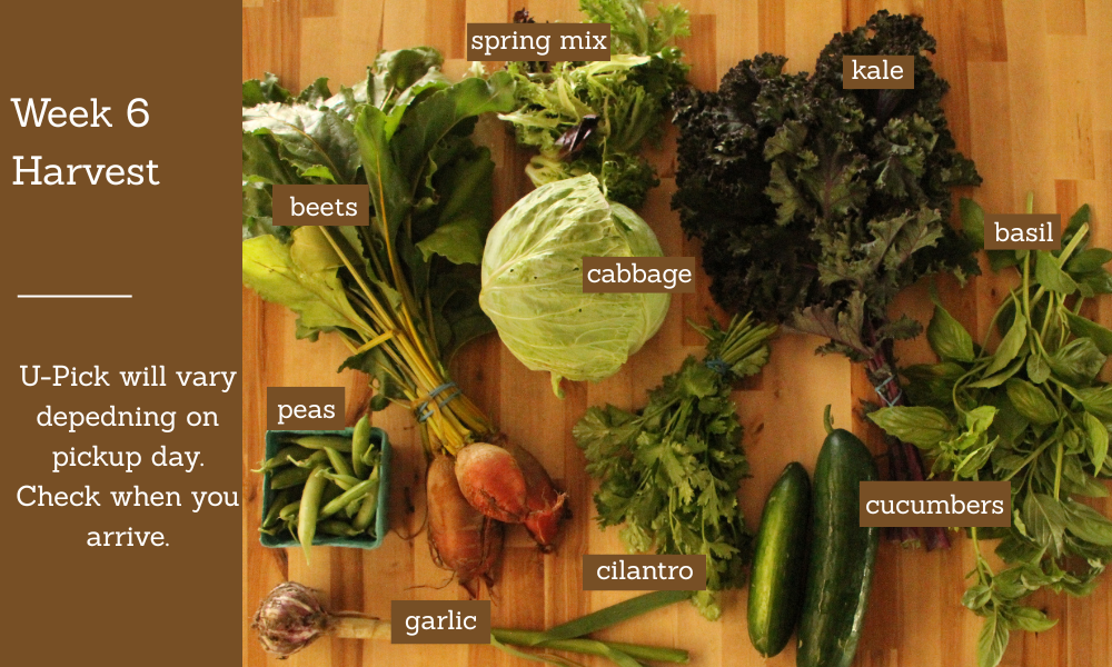 2025 Week 6 Harvest.png