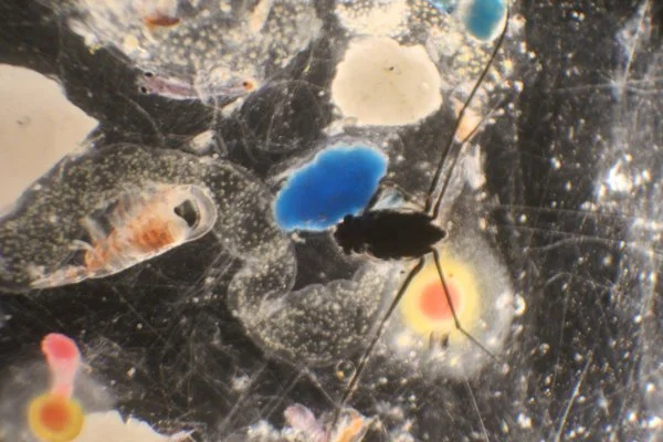 mosquito plastic.jpeg