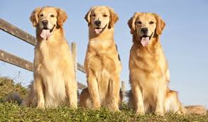 goldens.jpg