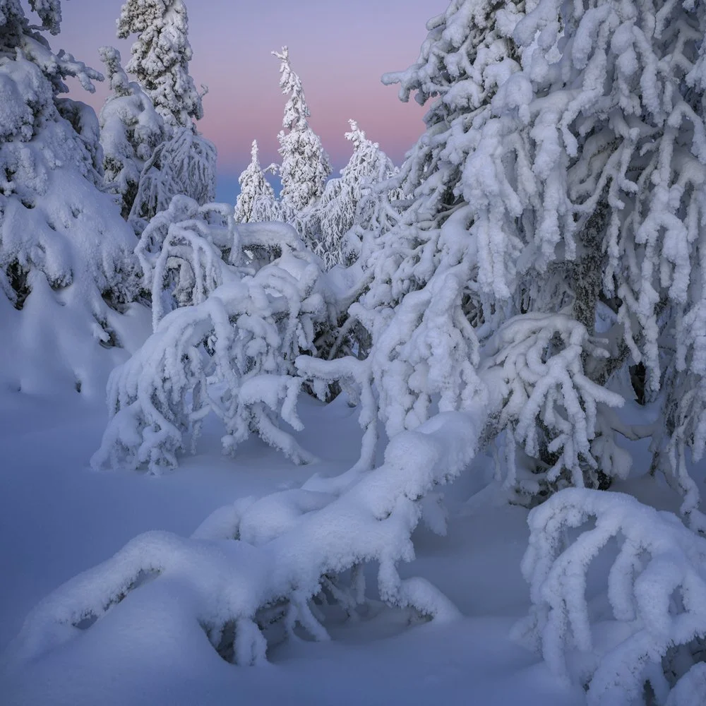 41a. Taiga Forest I, Kuntivaara, Finland 2026.jpg