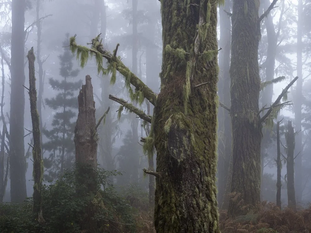 9b. Pine Forest II, Madeira 2023.jpg