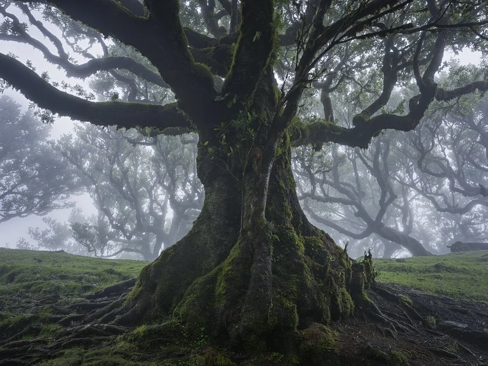 11a.Old Laurel Tree, Madeira 2025.jpg