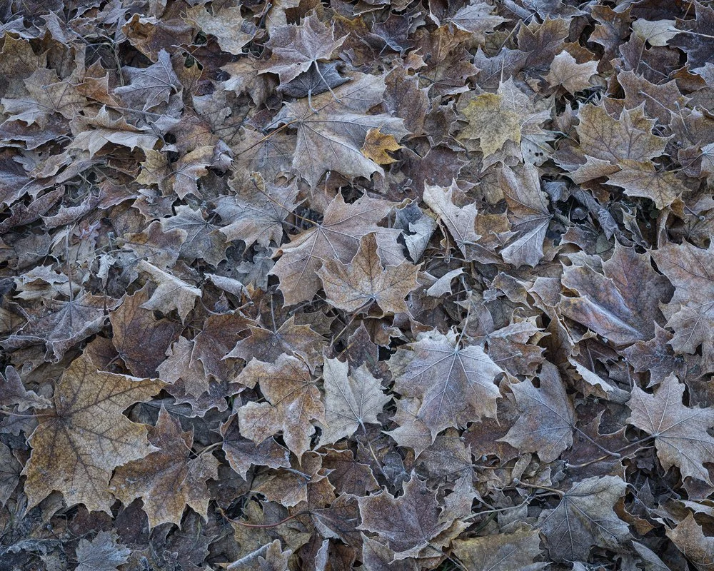 32a. Autumn Decay II, Hägersten, Sweden 2025.jpg