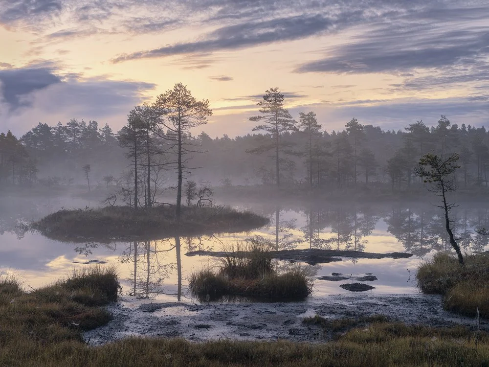 36a. Dawn, Knuthöjdsmossen, Sweden 2014.jpg