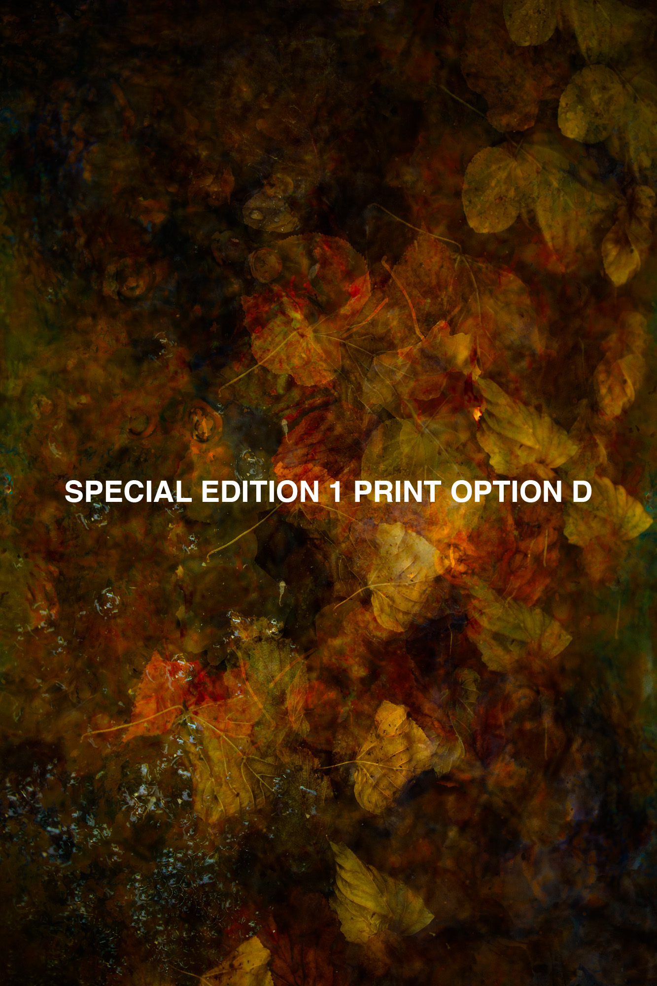 SPECIAL EDITION 1 PRINT D