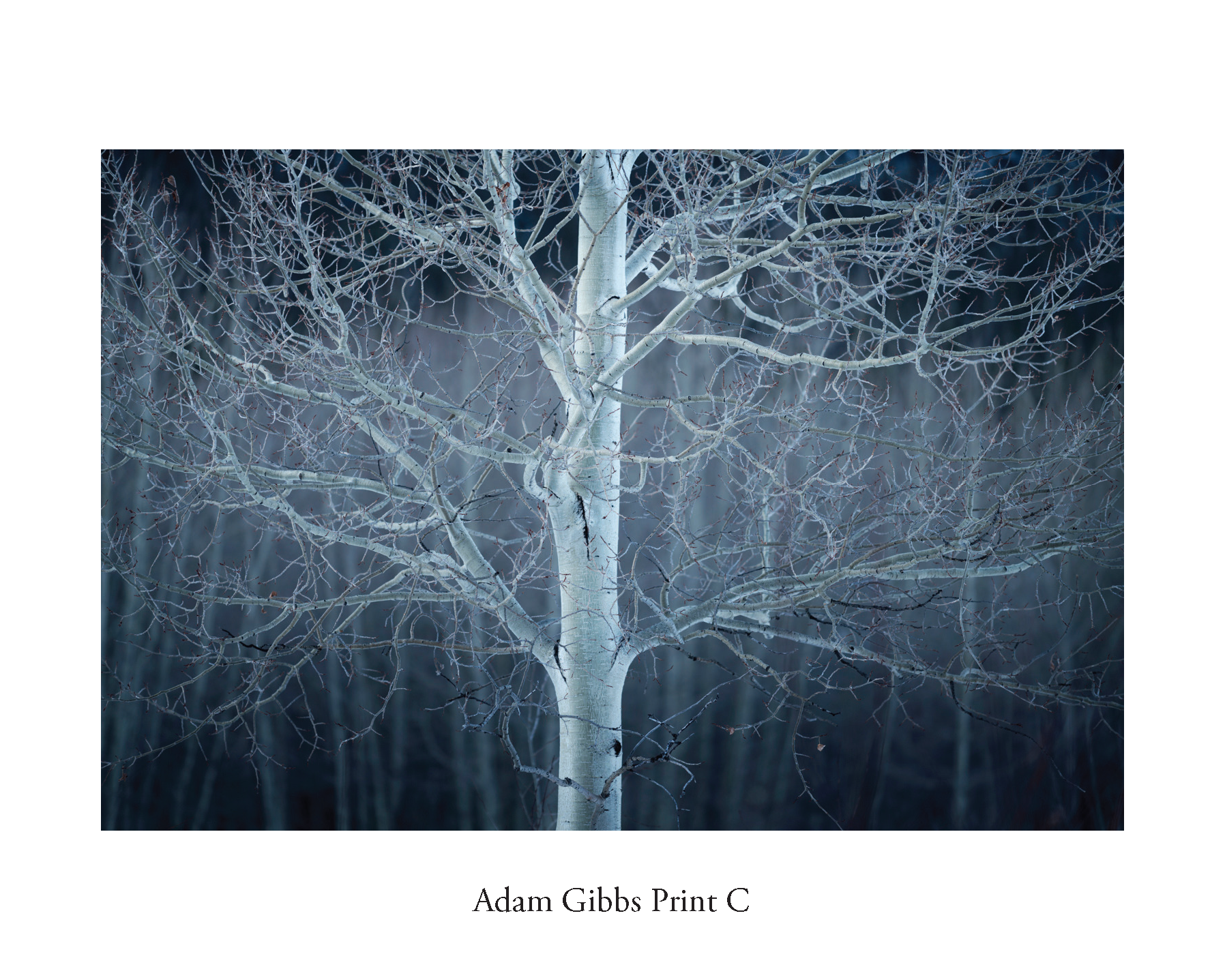 ADAM GIBBS PRINT C.png