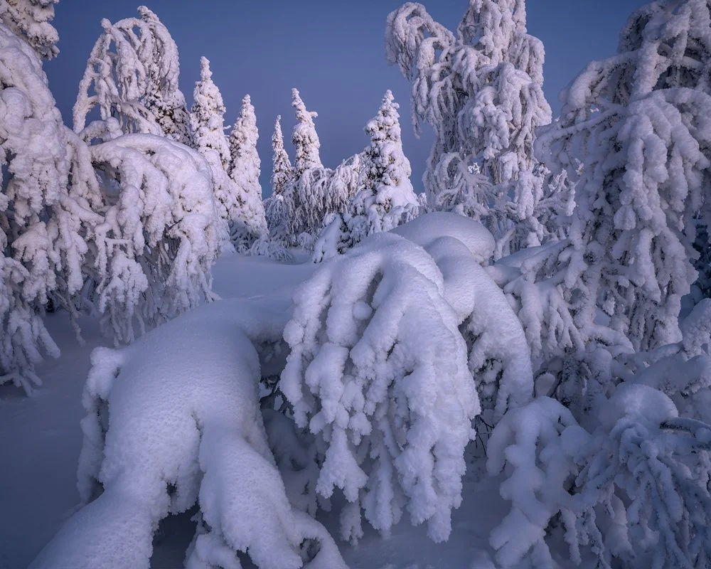42a. Taiga Forest III, Kuntivaara, Finland 2026.jpg