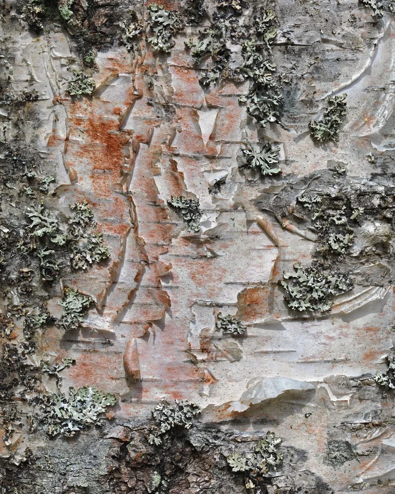 20a. Birch Bark, Södermanland, Sweden 2010 .jpg