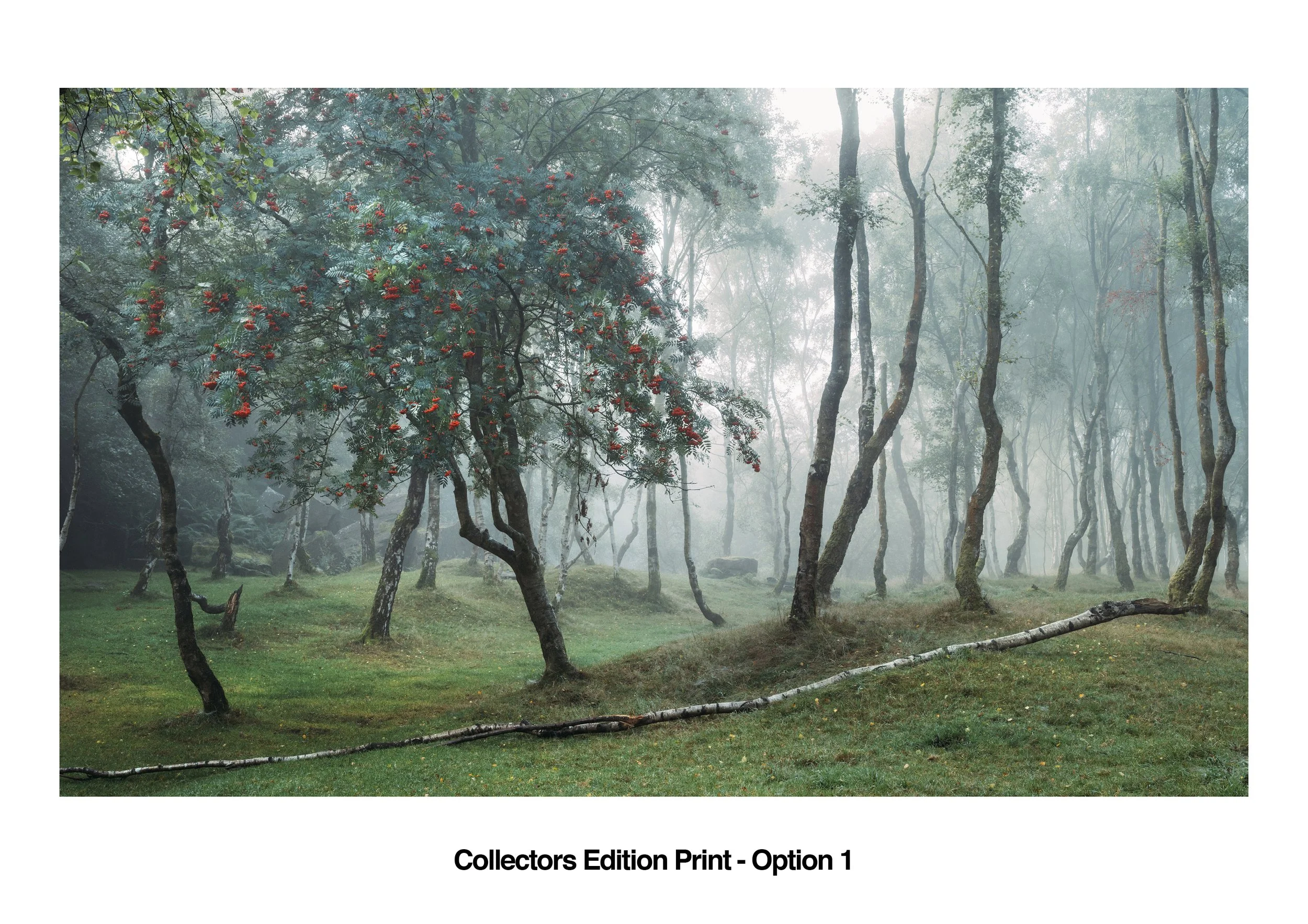 Matt Oliver Collectors Edition Print v1B WEB.jpg