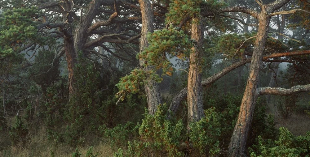 5ab. Pine Forest, Fårö, Gotland, Sweden 1994Fårö.jpg