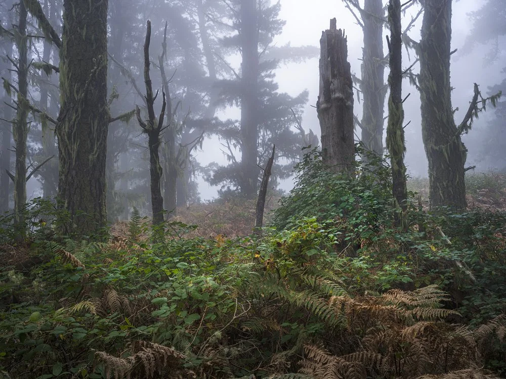 13a. Pine Forest III, Madeira 2023.jpg