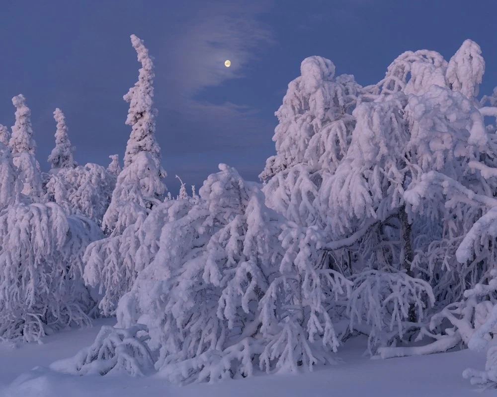 42b. Taiga Forest IV, Kuntivaara, Finland 2026.jpg