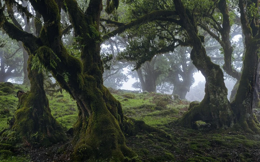 12ab. Fanal Forest III, Madeira 2025.jpg