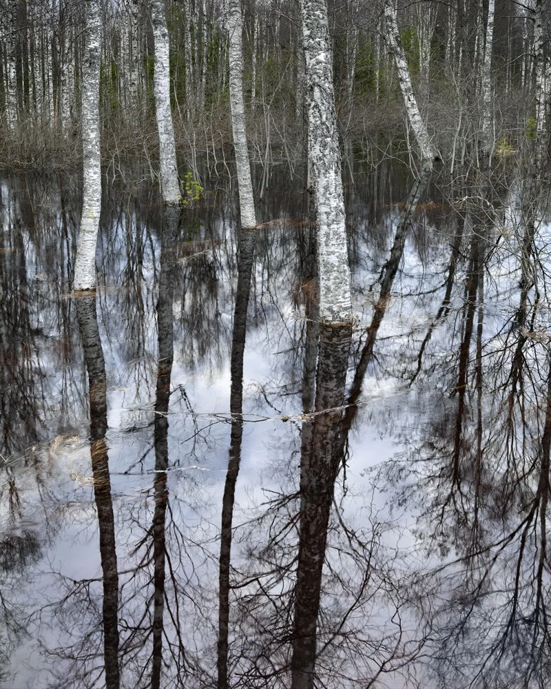 3b. Flooden Birch Forest,Ockelbo, Sweden 2008.jpg