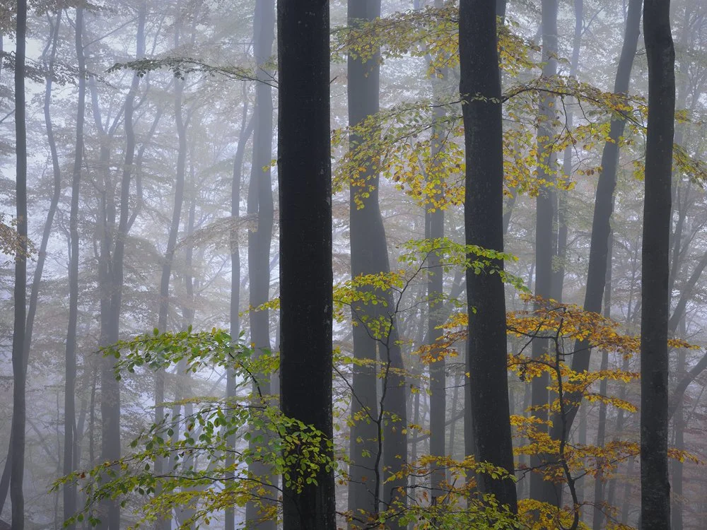 26b. Beech Trees II, Söderåsen N.P, Sweden 2011.jpg