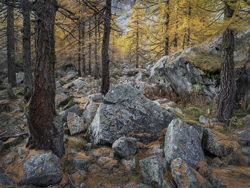 21b. Larch Forest, Val Ferret, Italy 2013.jpg