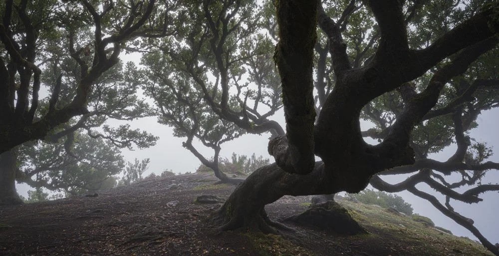 10ab. Fanal Forest II, Madeira 2023.jpg
