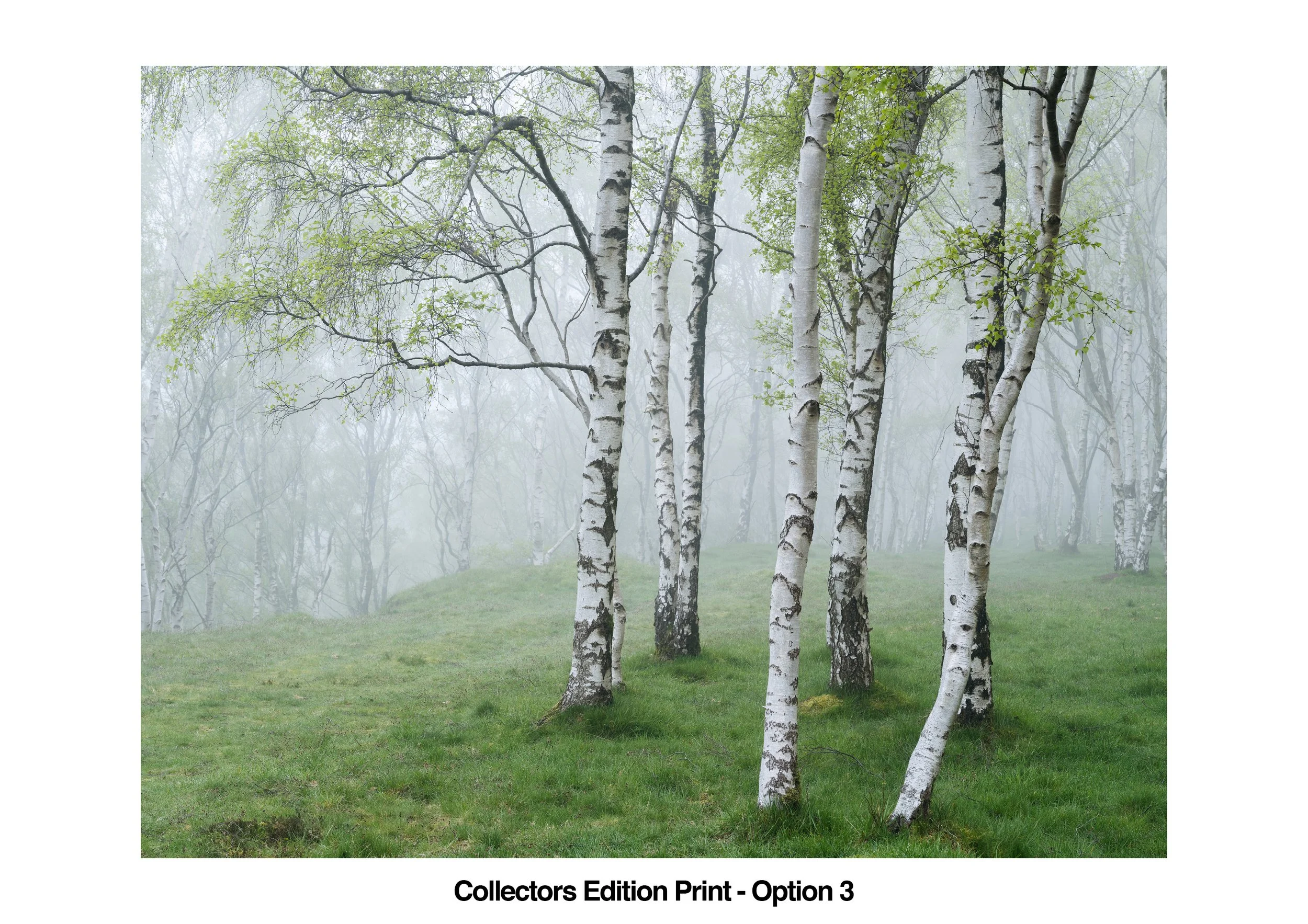Matt Oliver Collectors Edition Print v3 WEB.jpg