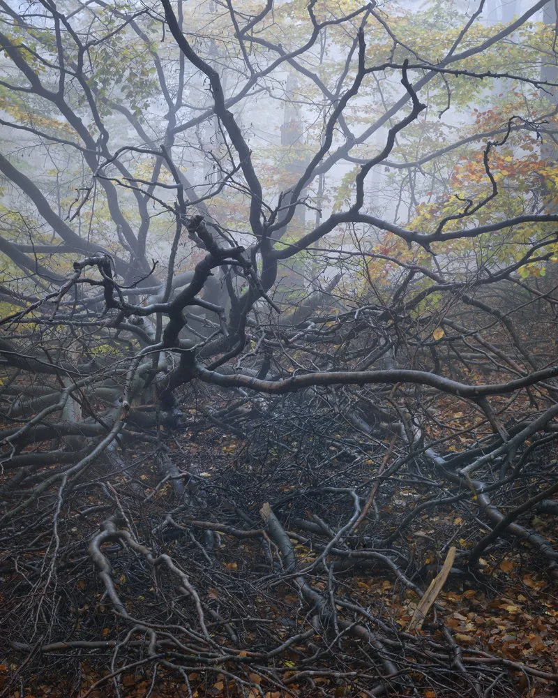 27a. Fallen Beech, Söderåsen NP, Sweden 2011.jpg