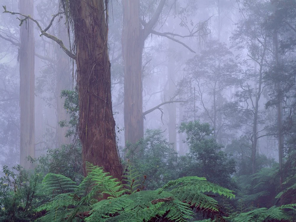 6a.Blue Gums, Tarra Bulga N.P. Victoria, Australia 1996.jpg