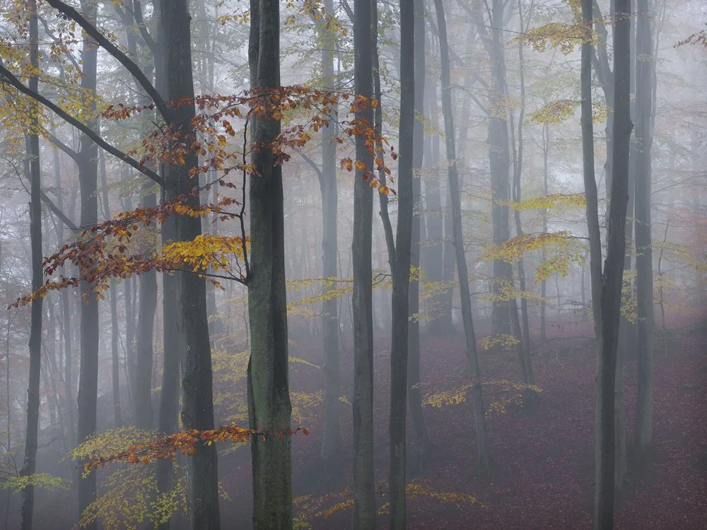 26a. Beech Trees I, Söderåsen N.P. Sweden 2011.jpg