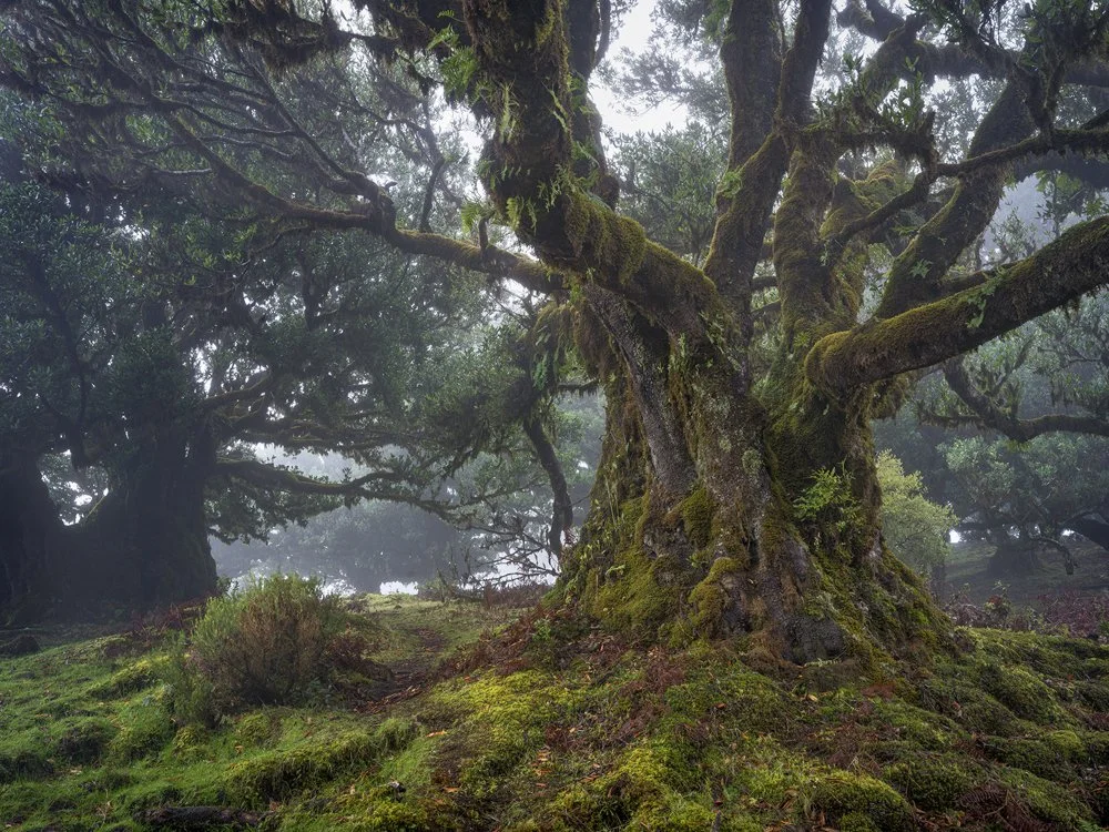 13b. Old Laurel Tree, Madeira 2023.jpg