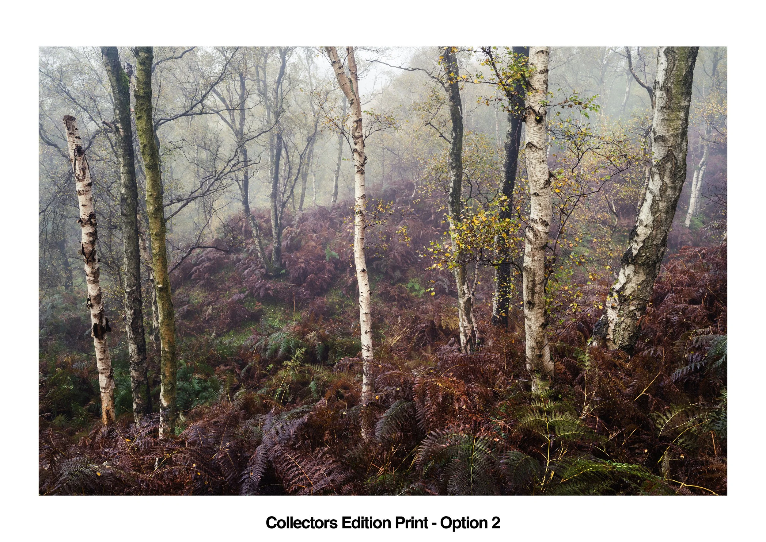 Matt Oliver Collectors Edition Print v2 WEB.jpg