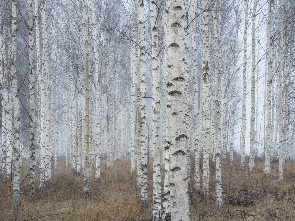 20b.Birch Grove, Närke, Sweden 2019.jpg
