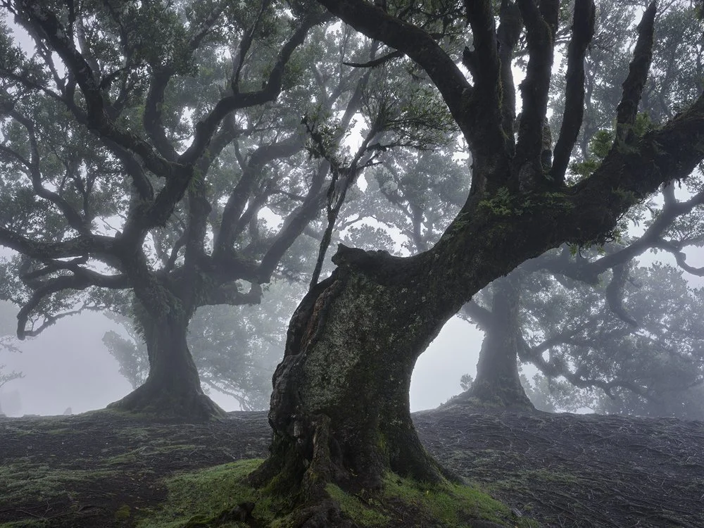 11b. Fanal Forest II, Madeira 2025.jpg