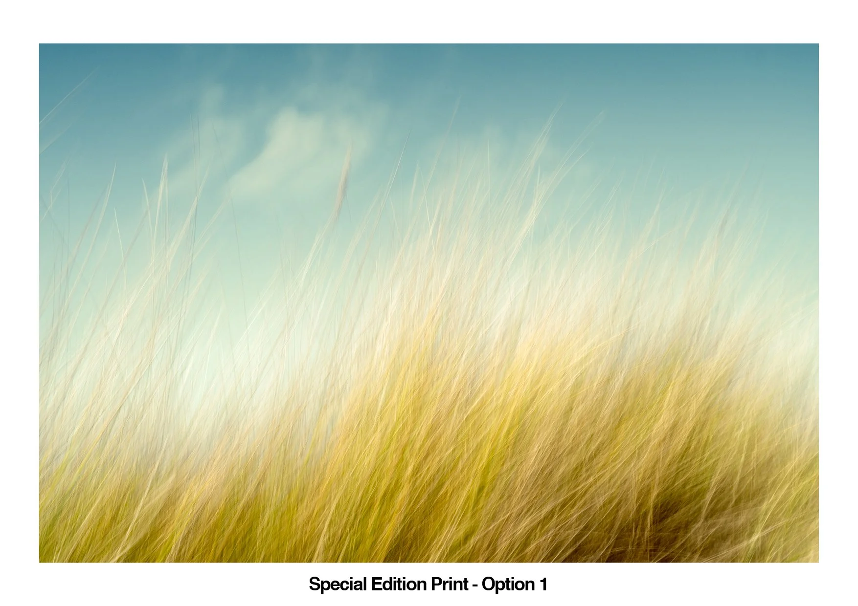 STILLNESS. IN MOTION. By Sally Mason — Kozu Books