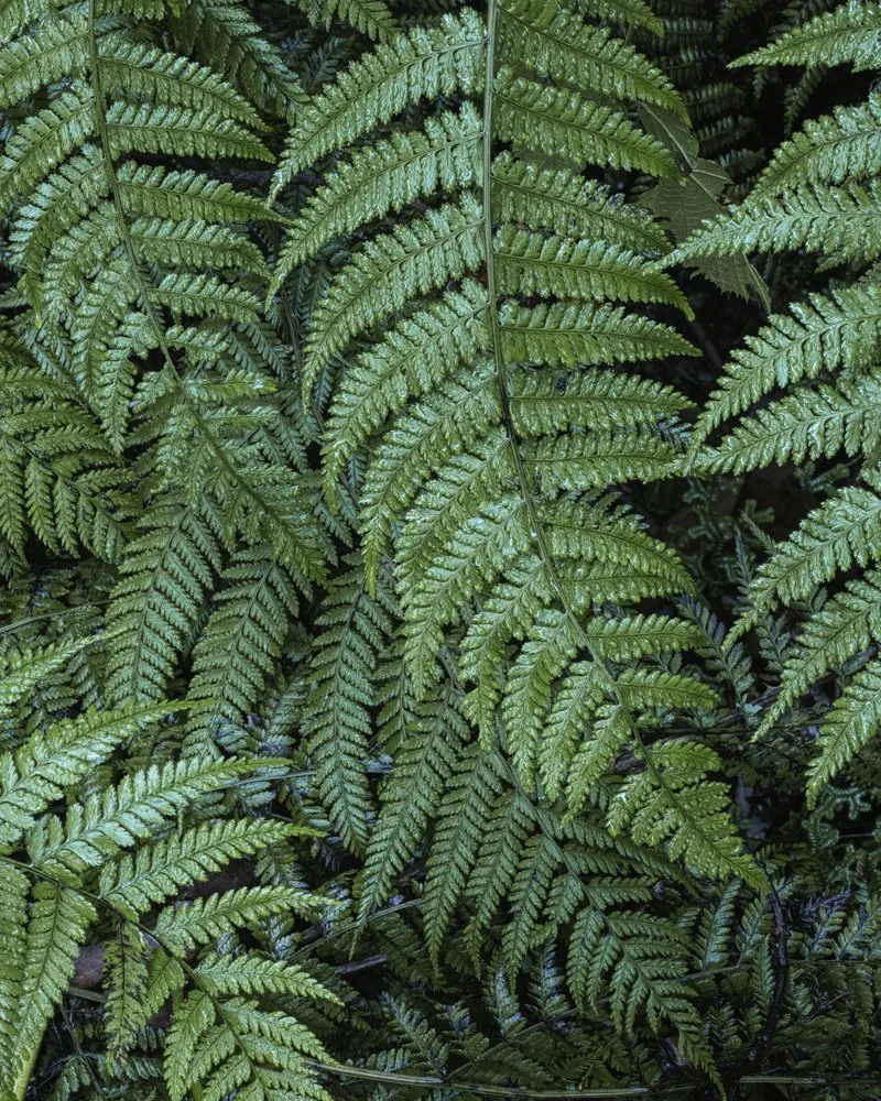 7a. Ferns, Madeira 2025.jpg