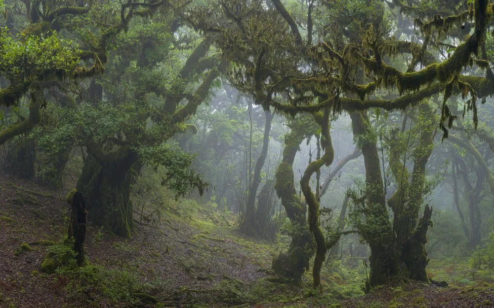 8ab.Fanal Forest I, Madeira 2025tif.jpg