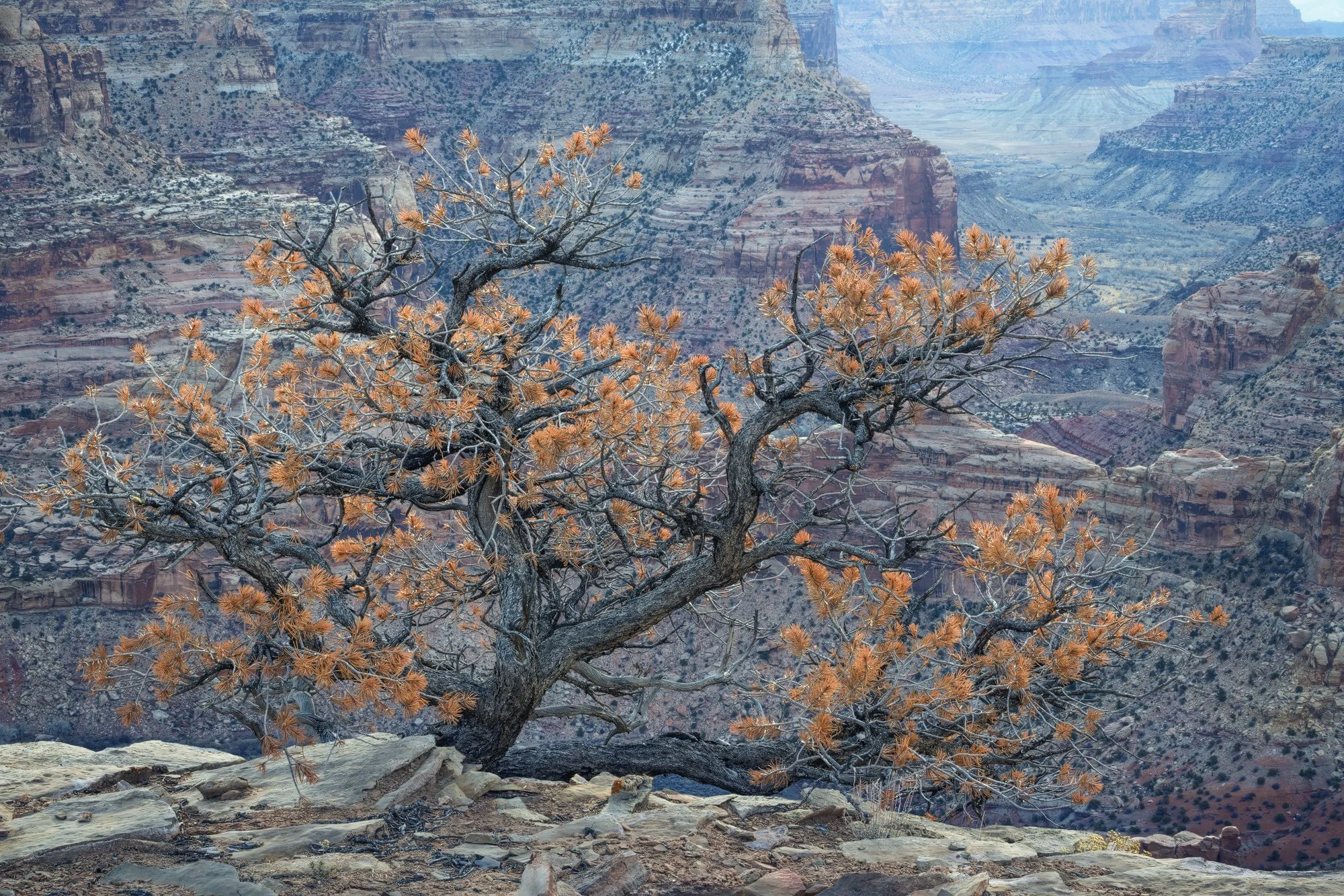 OrangeJuniper---Copy.jpg