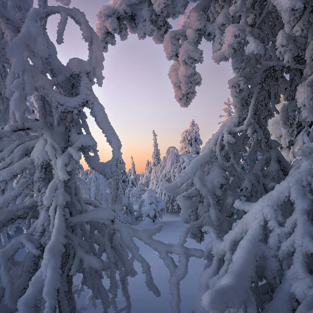 41b. Taiga Forest II, Kuntivaara, Finland 2026.jpg