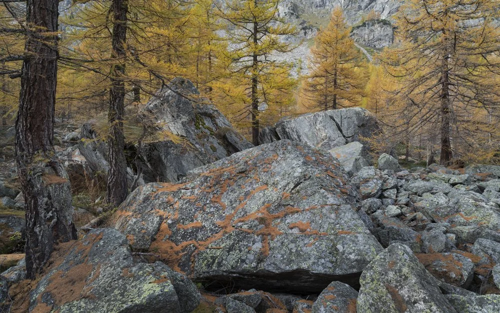 22ab. Larch Grove, Val Ferret, Italy 2013.jpg