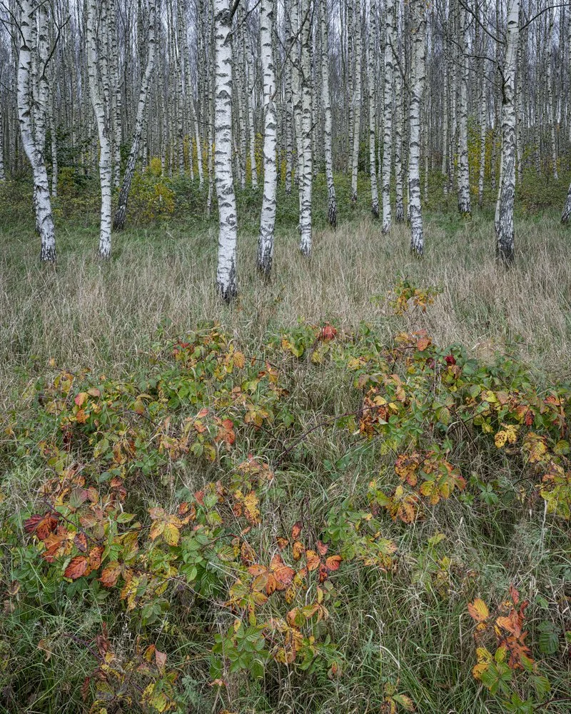 24b. Birch Grove, Skåne, Sweden 2021.jpg