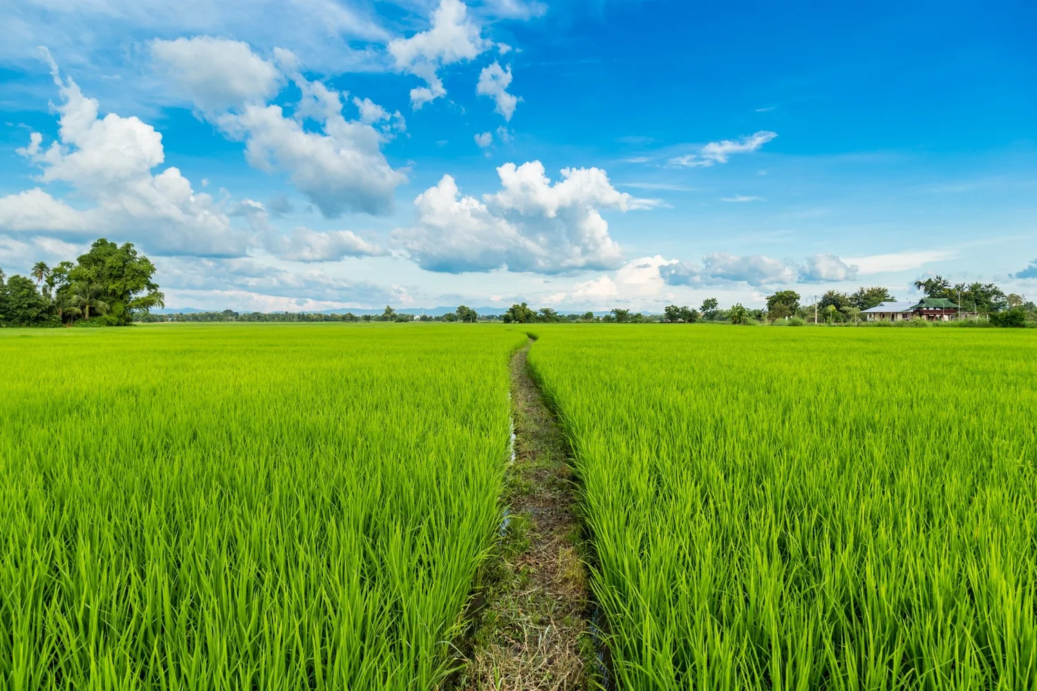 Del Sur Rice Visión estratégica — Arrocera San Pedro