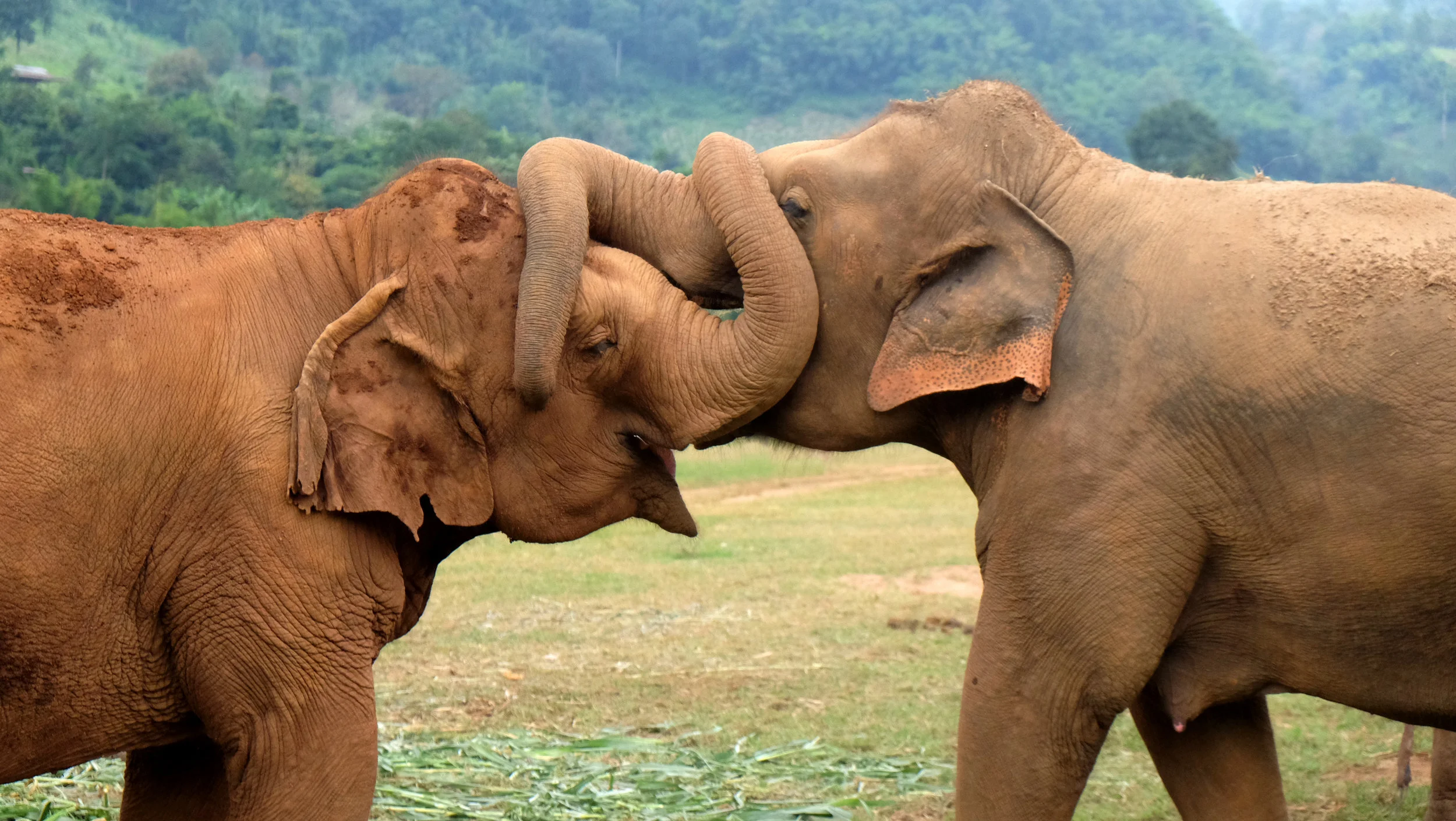 Chiang Mai, Thailand